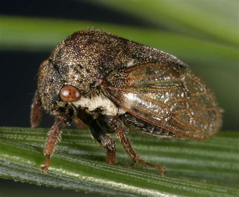 Hexadamin Gargara
